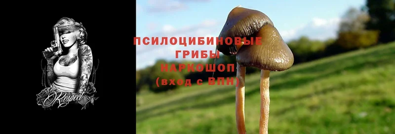 купить  цена  Котлас  Псилоцибиновые грибы Magic Shrooms 